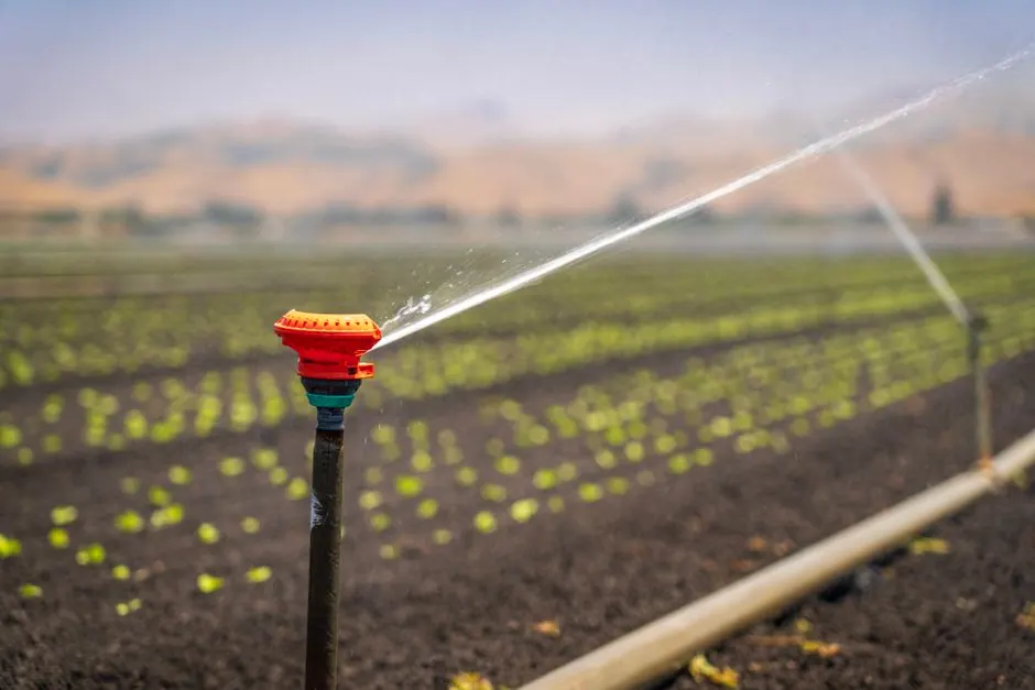 Sprinkler head irrigating rows of green plants